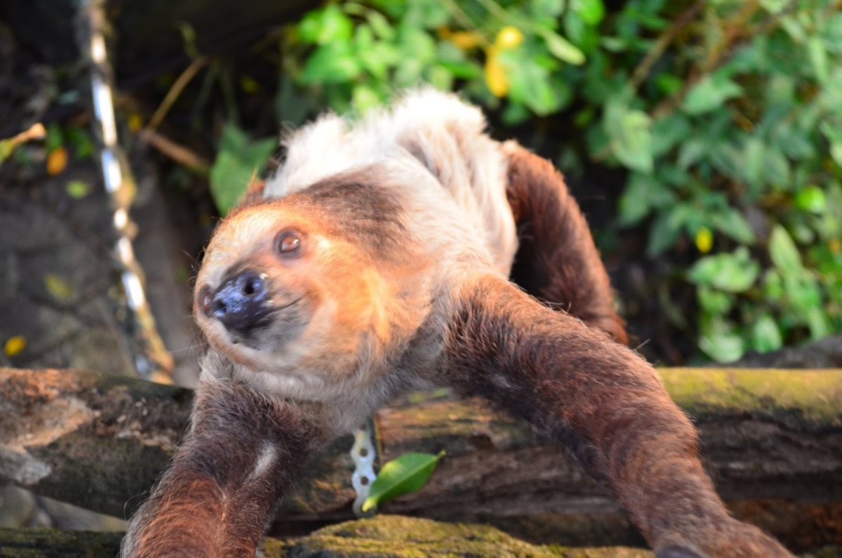 Животных из джунглей