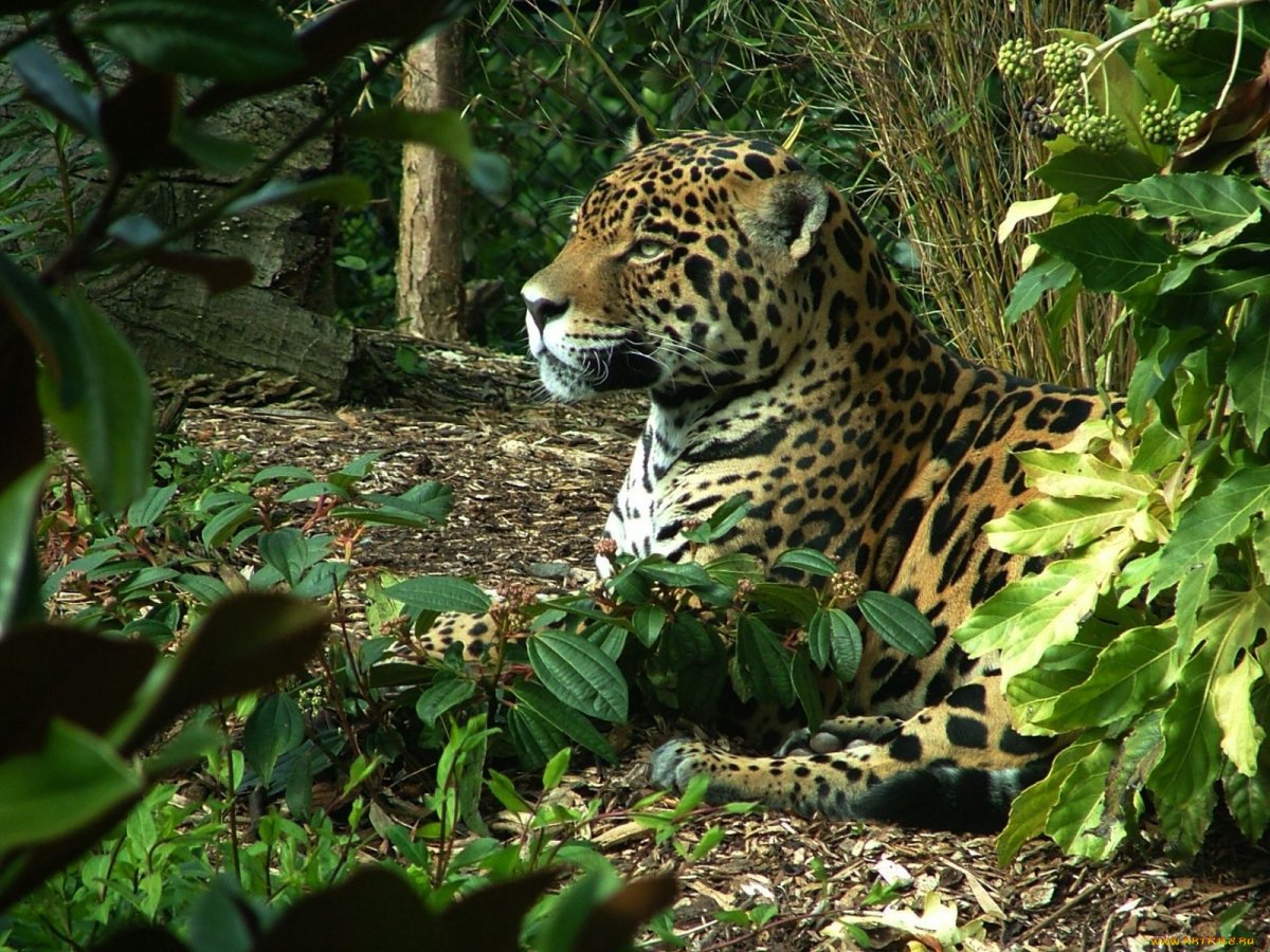 Леопарды в субтропиках