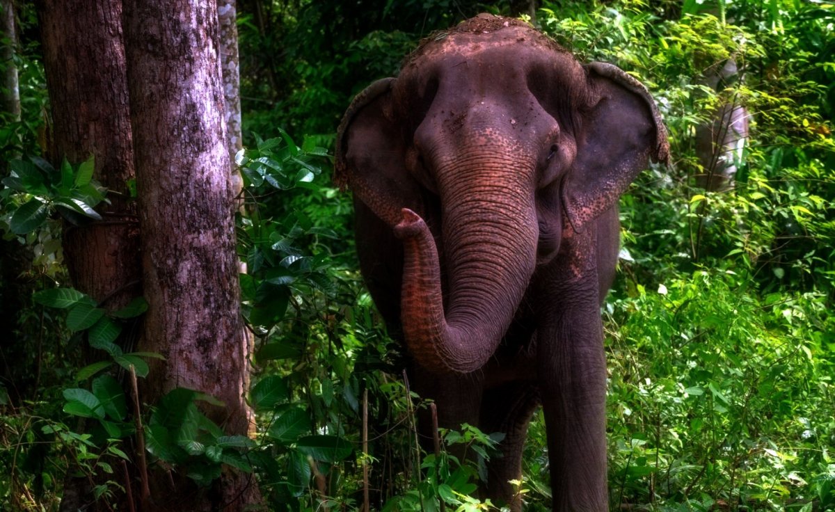 Хобот индийского слона