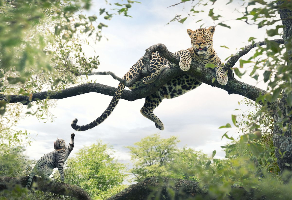 Кошки джунглей