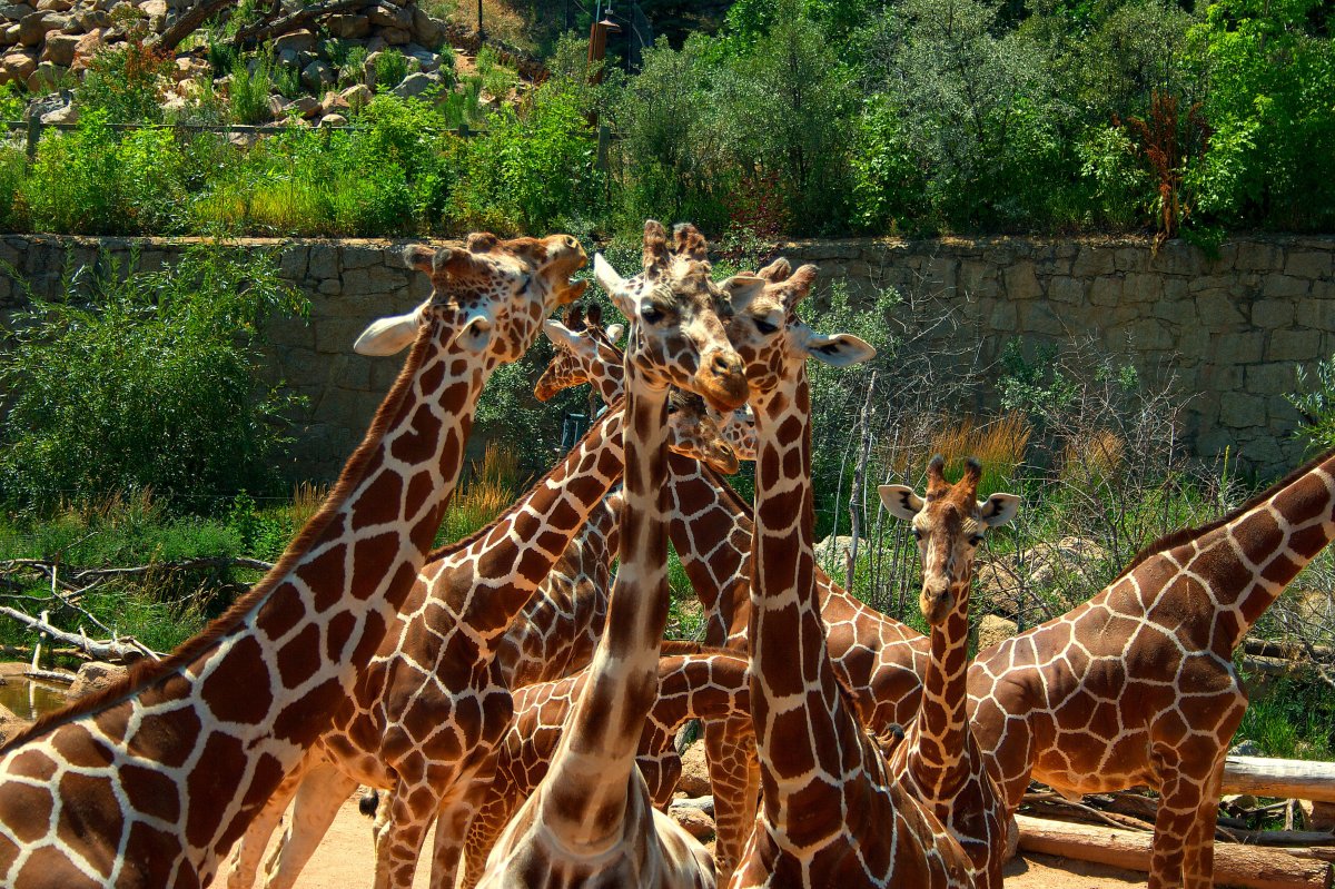 Жираф в джунглях