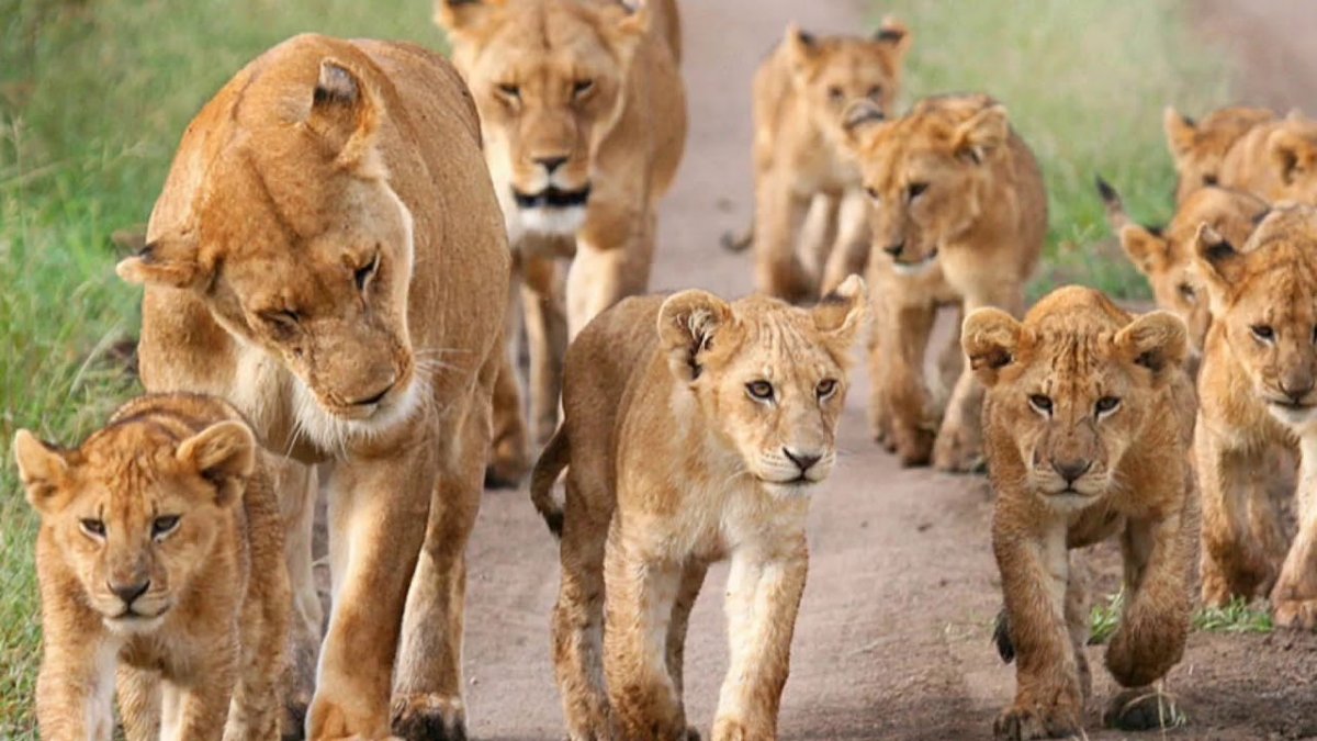 Львиный Прайд Великобритания