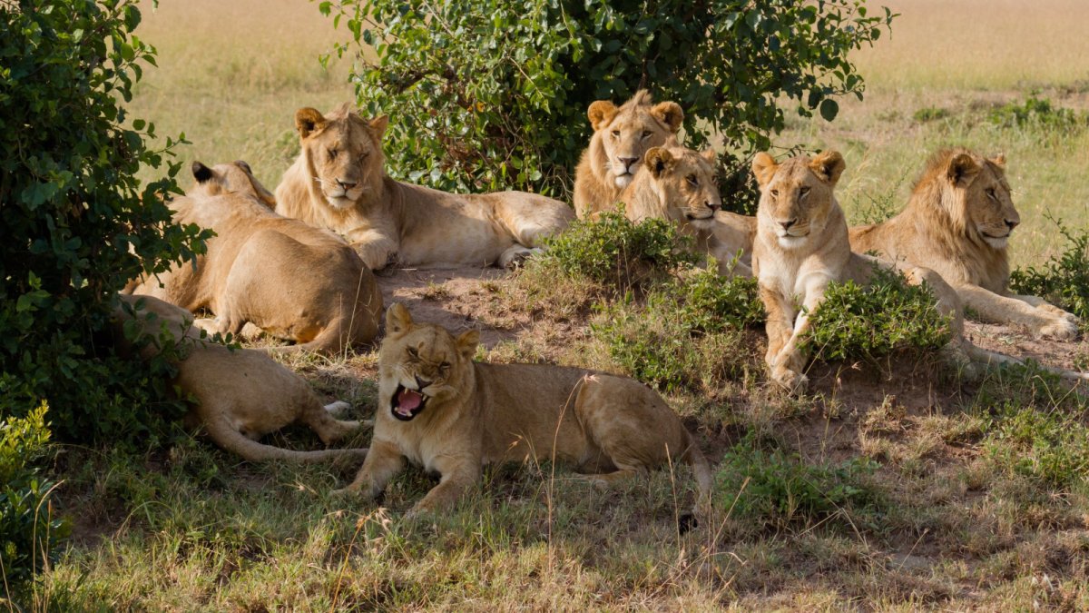 Прайд Львов