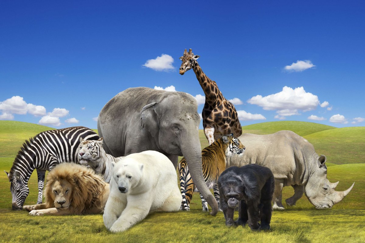 Несколько животных