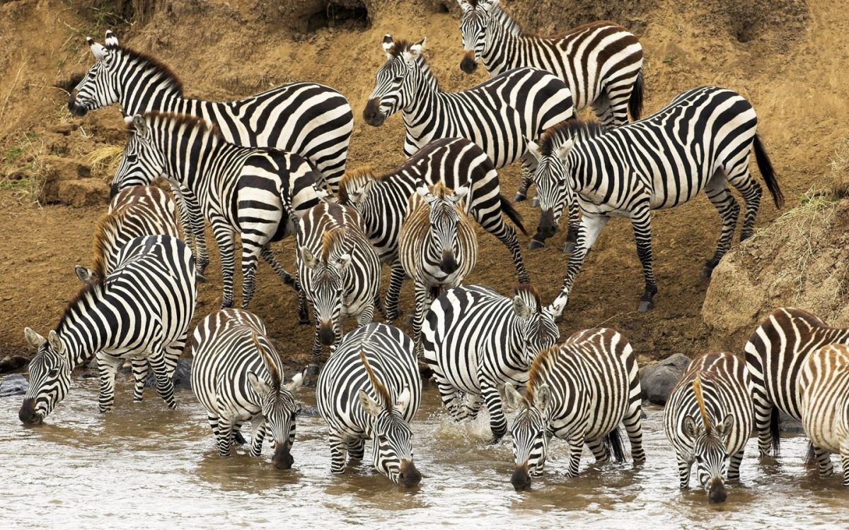 Каланы стая