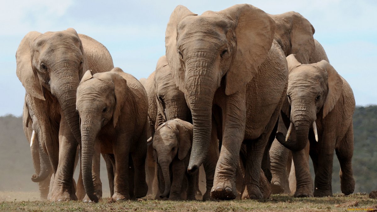 Много слонов