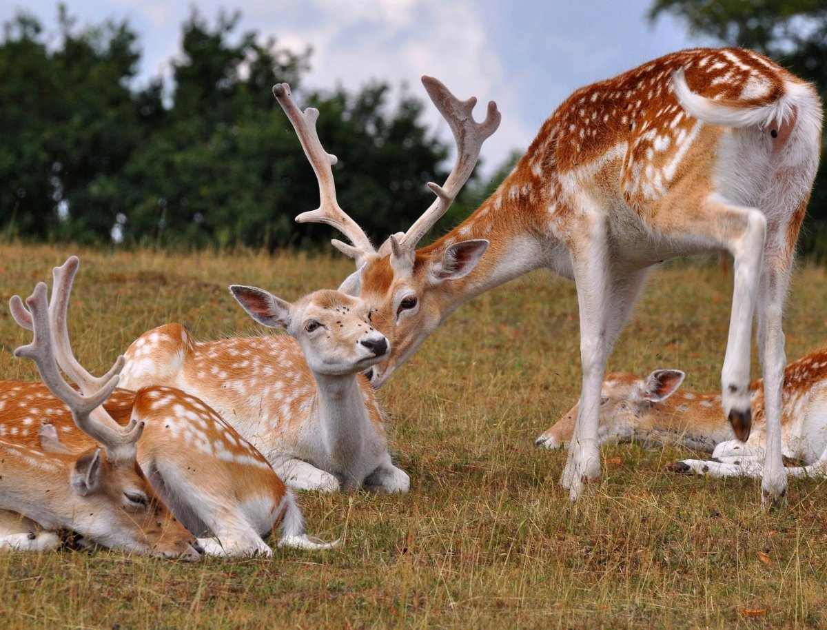 Животные в естественной среде обитания