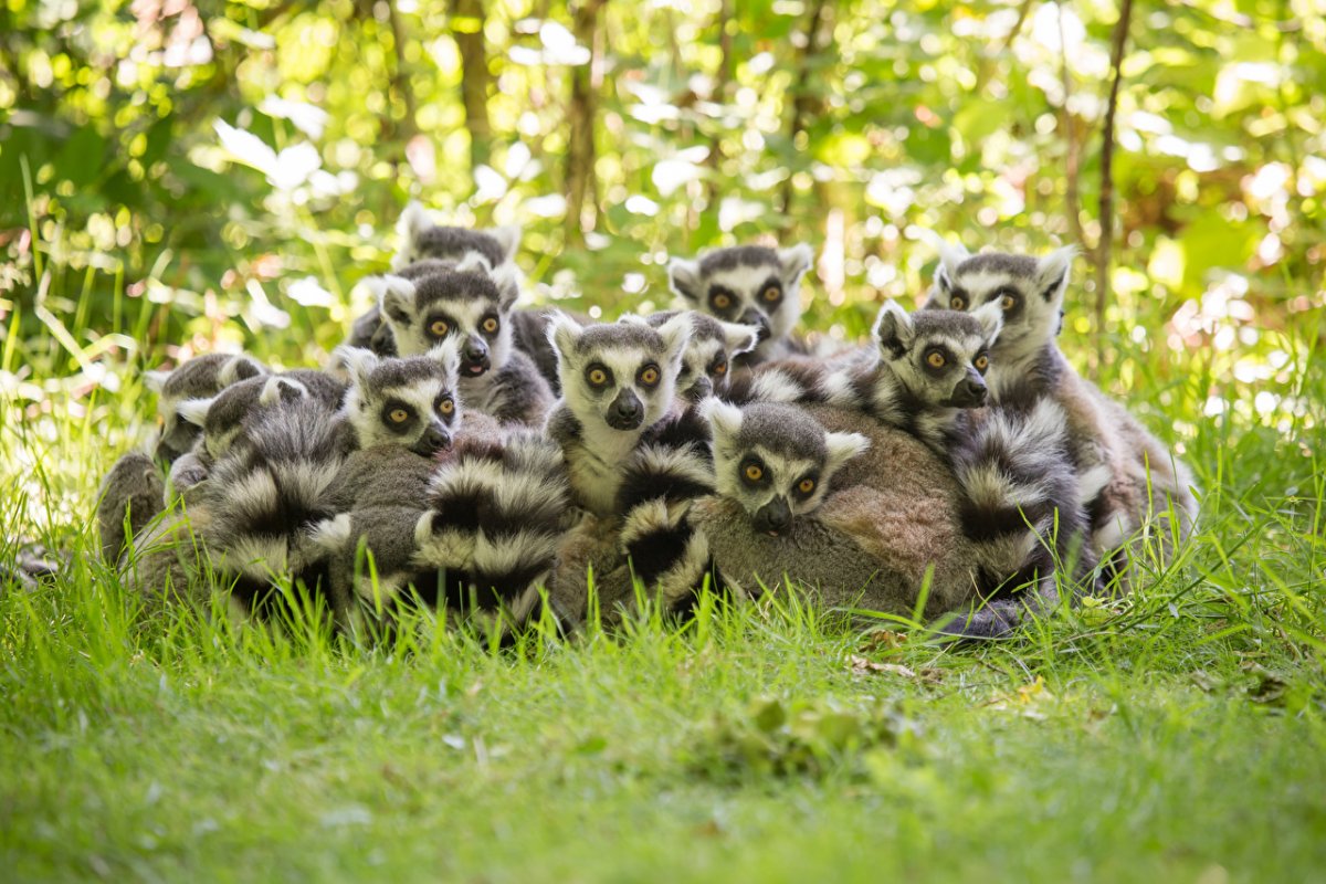 Травоядные млекопитающие