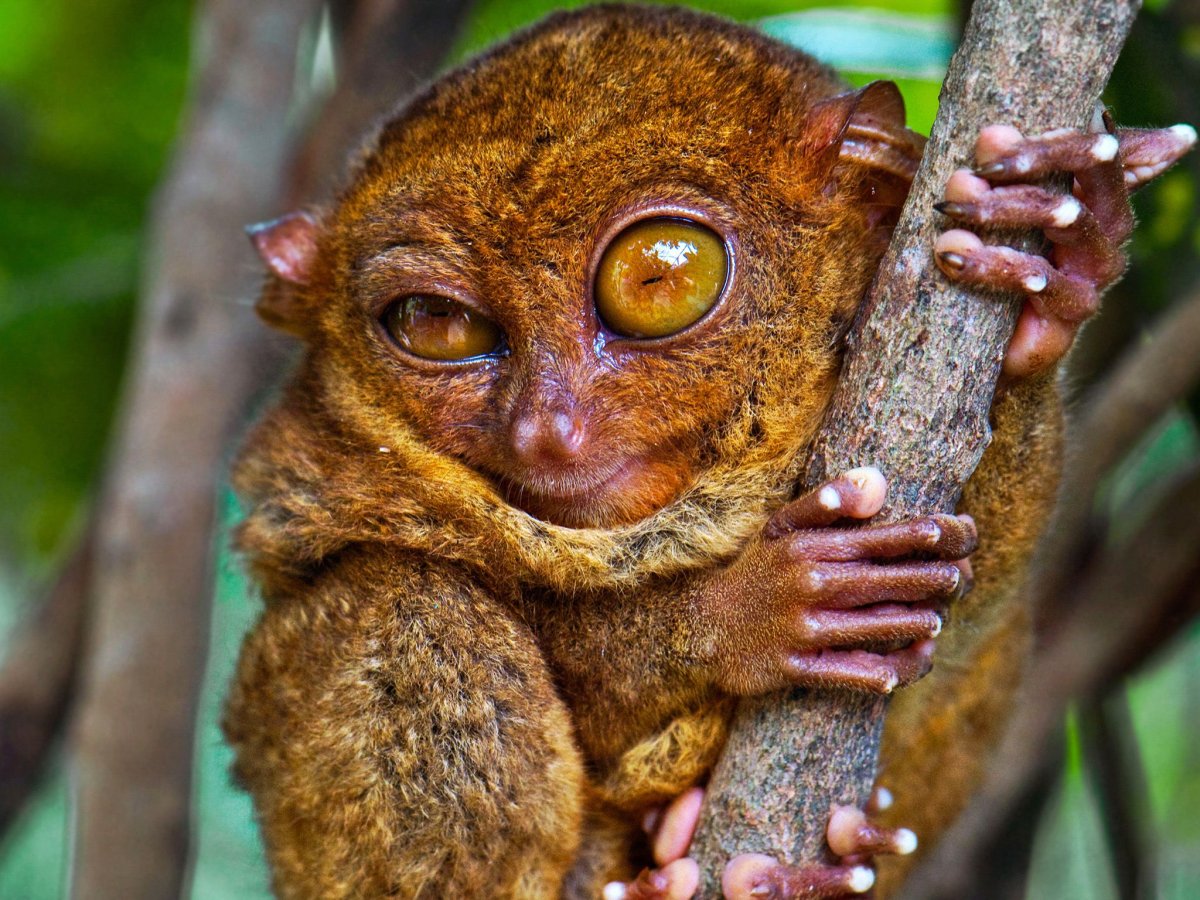 Глазастый зверек