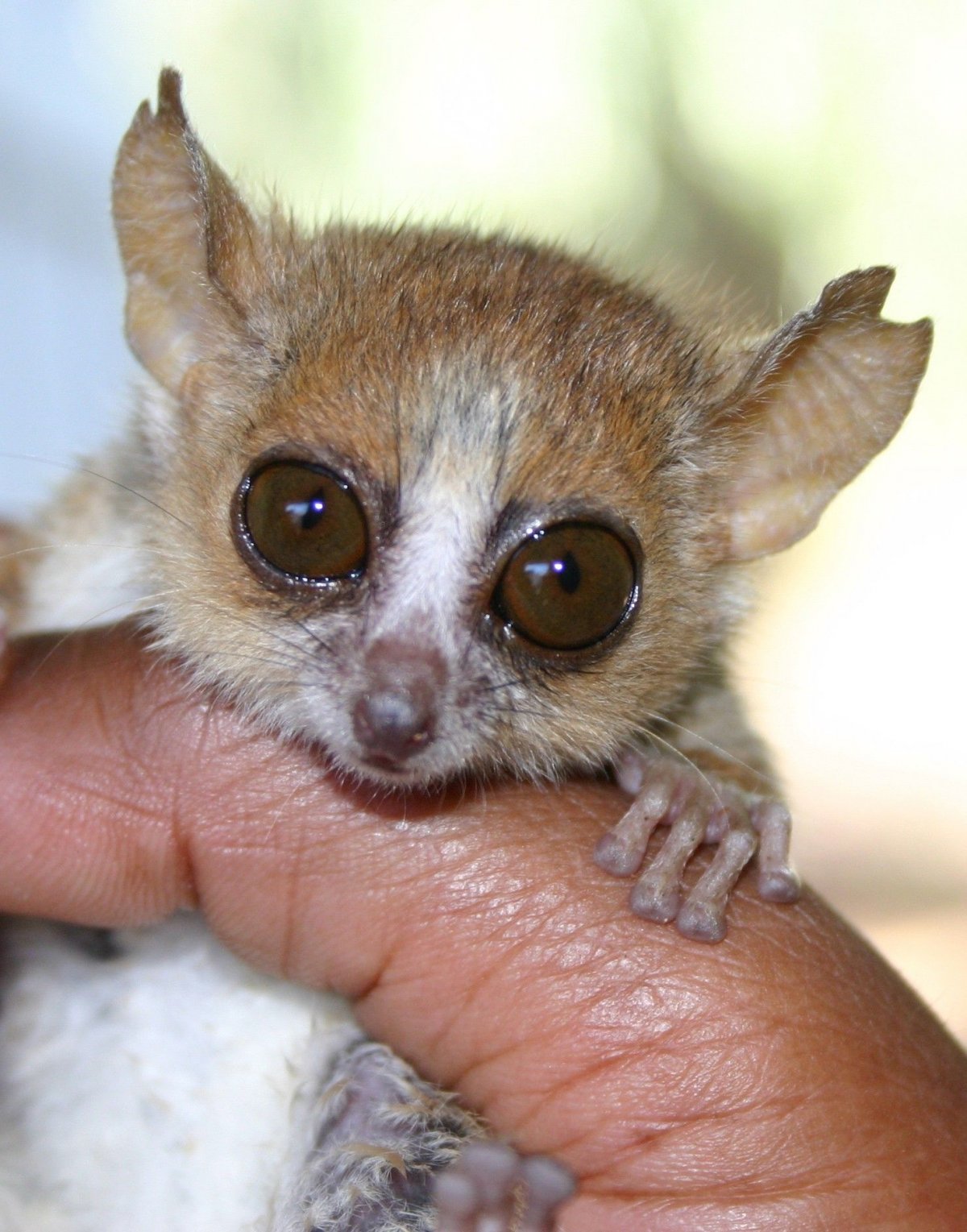 Карликовый лемур Лори