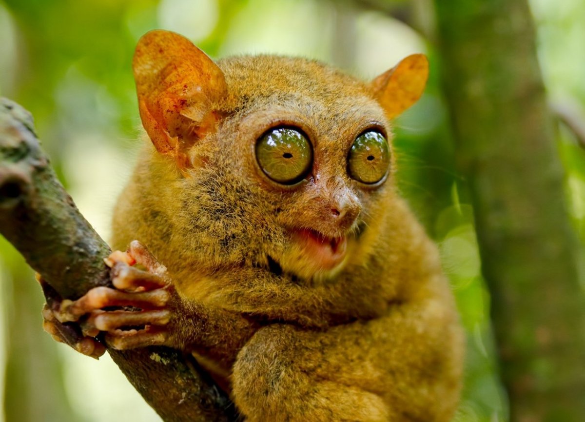 Лори, долгопят, галаго