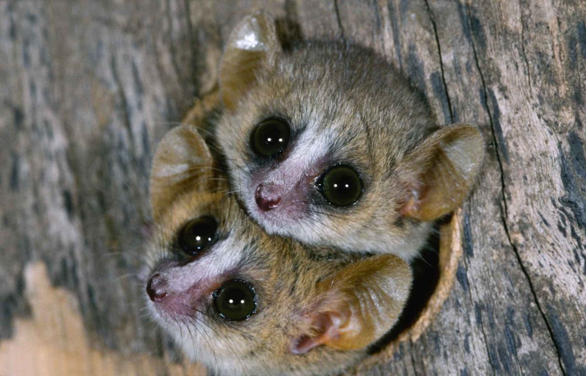 Мышиный микроцебус