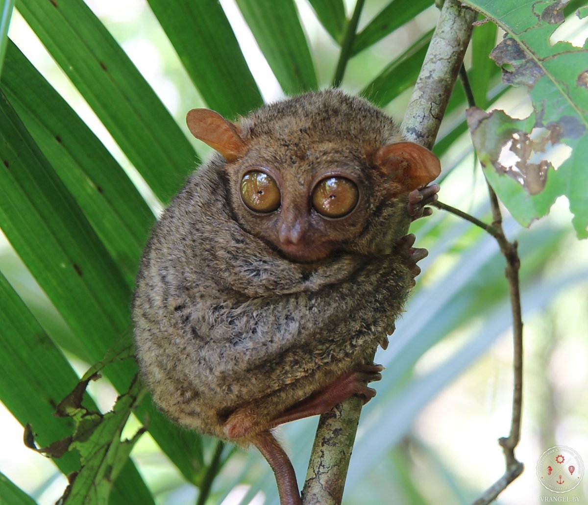 Лемур карликовый долгопят
