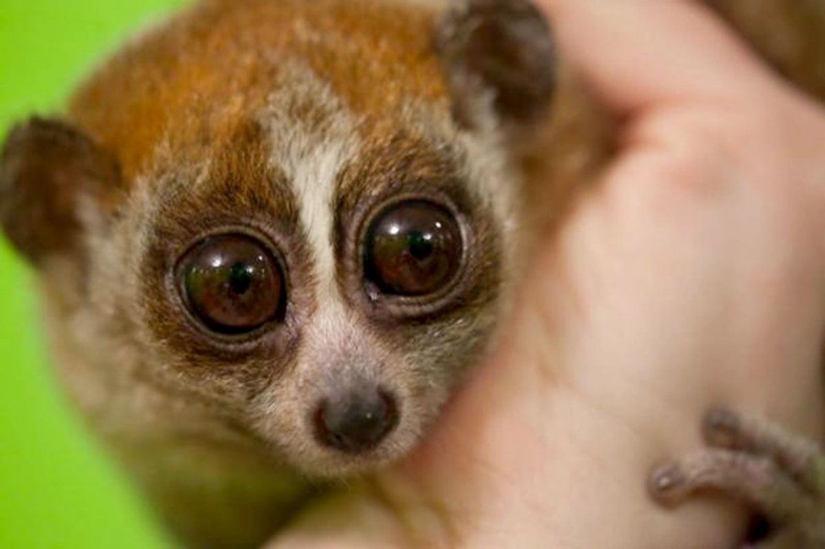 Пучеглазый Лори