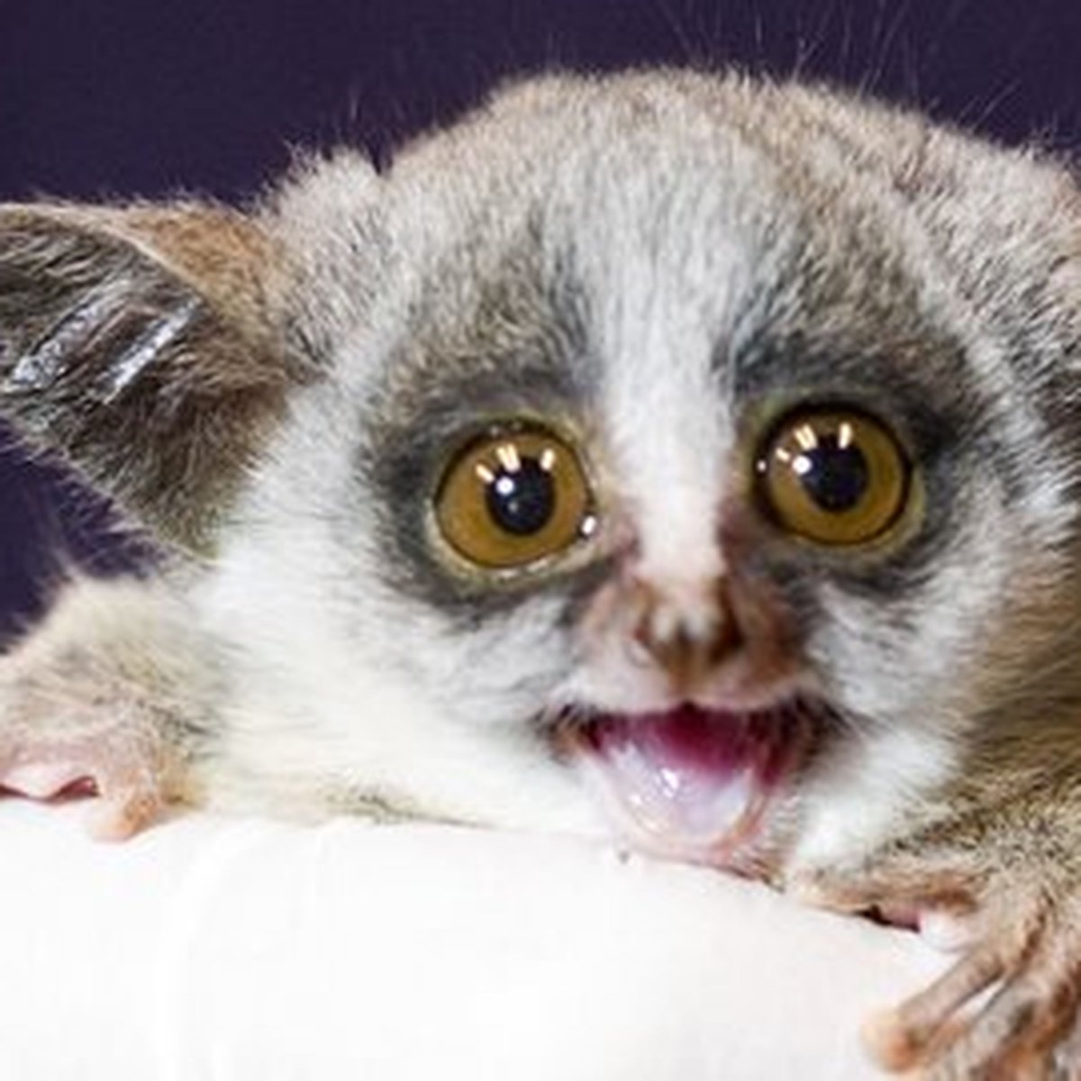 Лемур Ушастый галаго