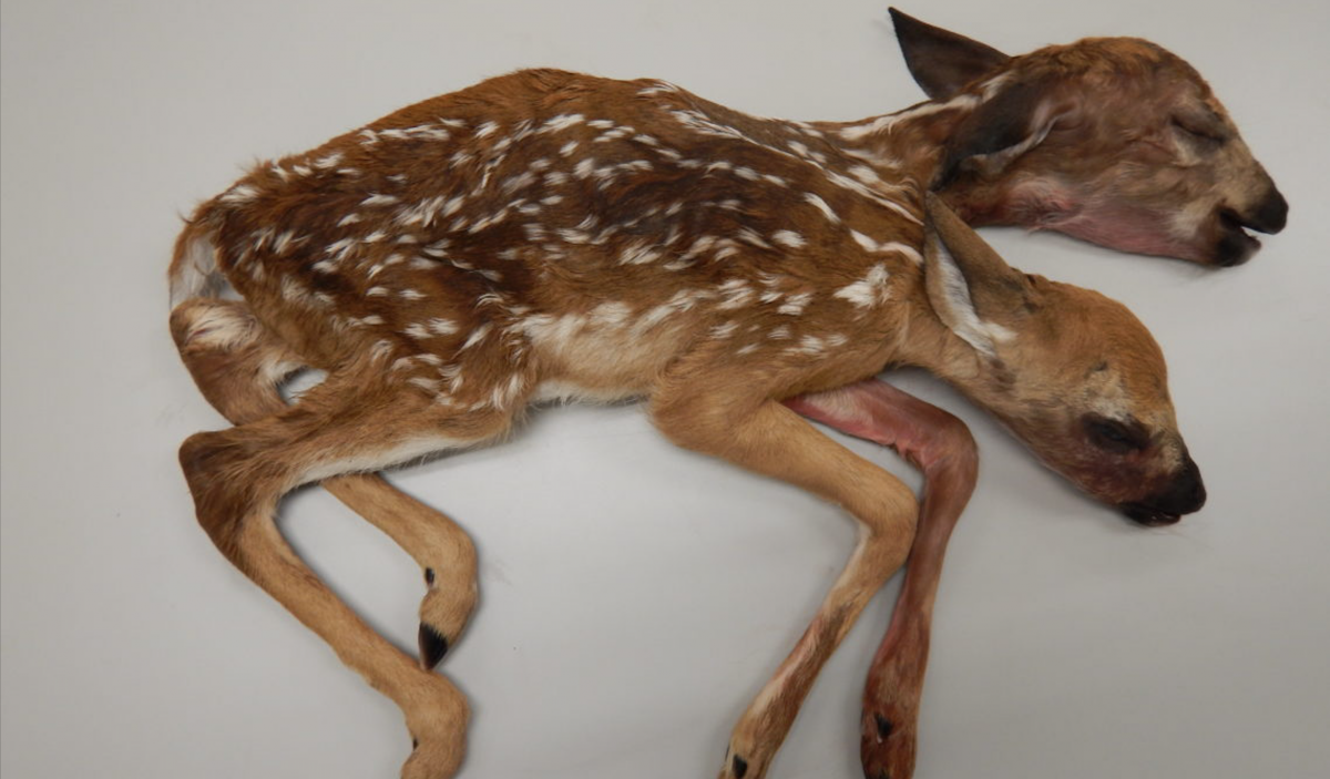 Животные милые в Чернобыле