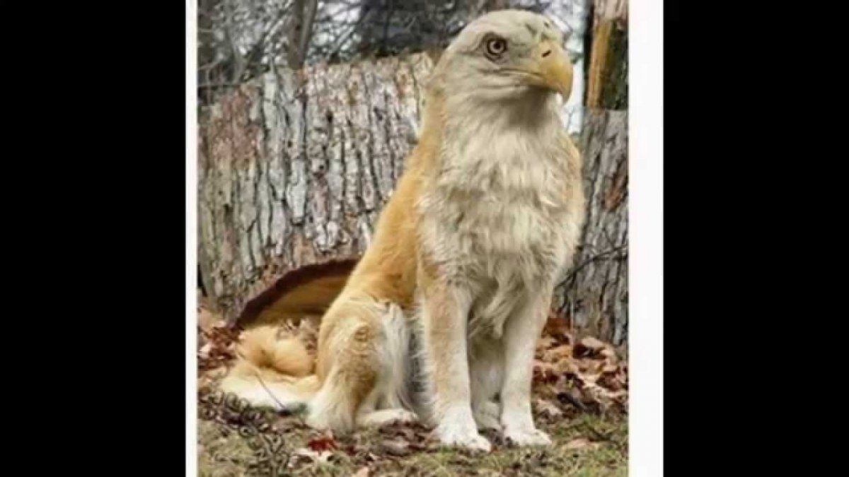 Зона отчуждения Чернобыльской АЭС мутанты