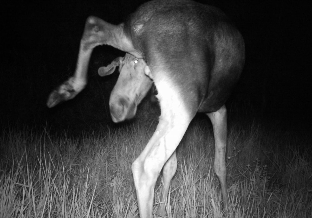 Животные в зоне отчуждения Чернобыльской АЭС