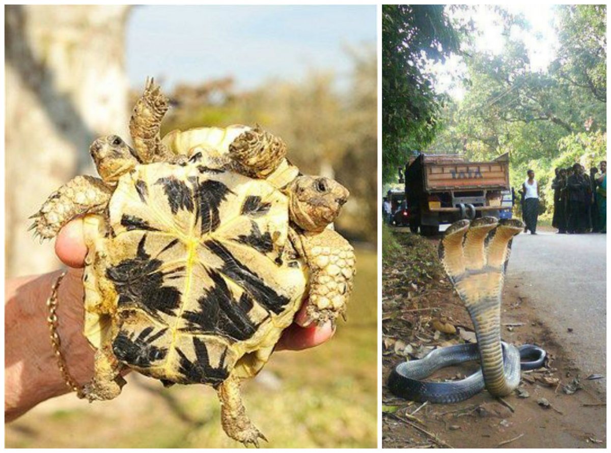 Двухголовая черепаха