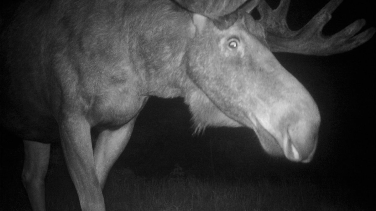 Олененок Рыжик