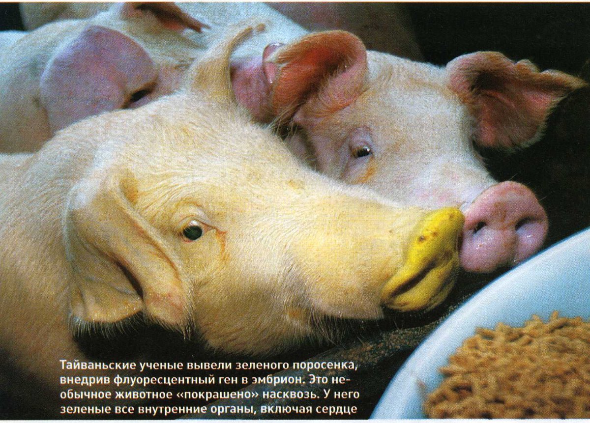 Чернобыль мутации животных