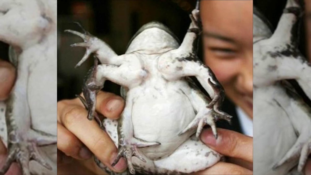 Дикие животные Чернобыля