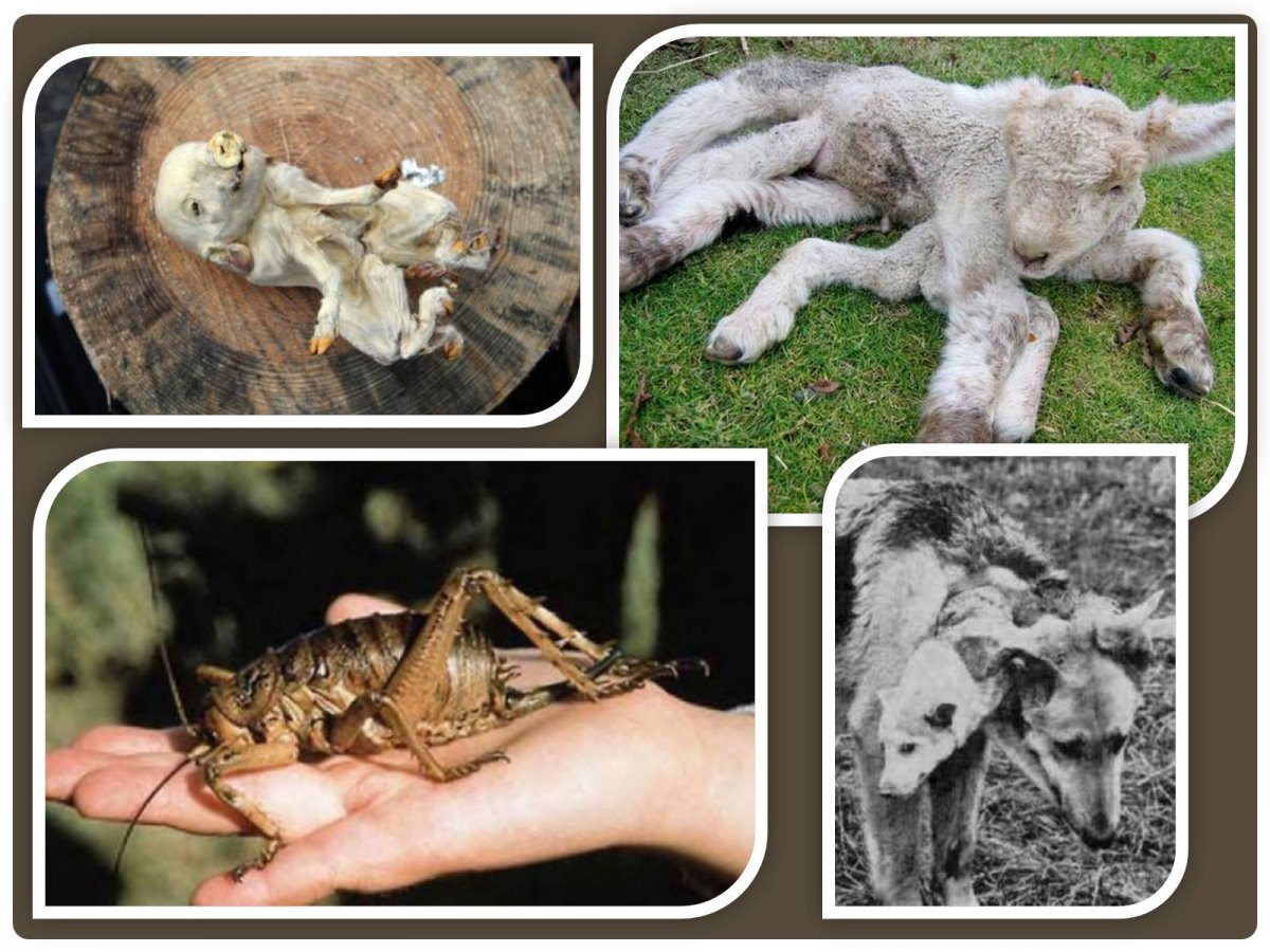 Необычные животные мутанты