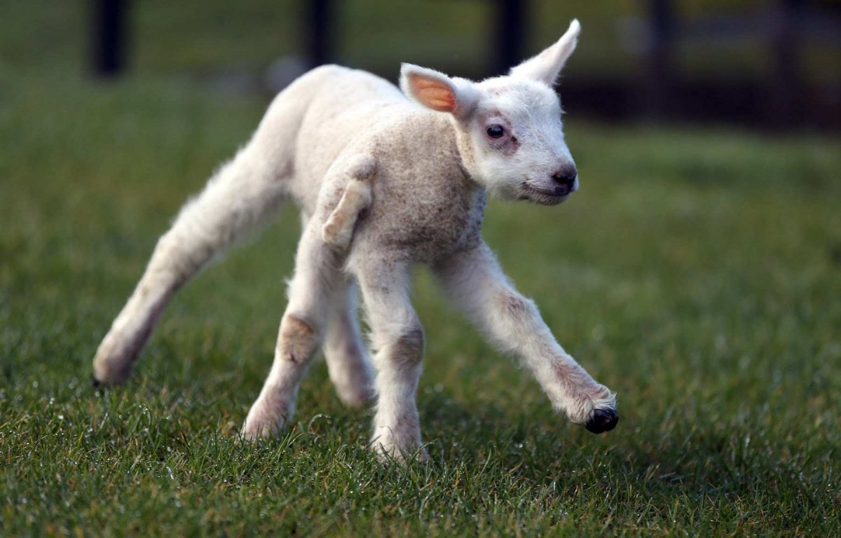 Животные в рыжем лесу Чернобыль