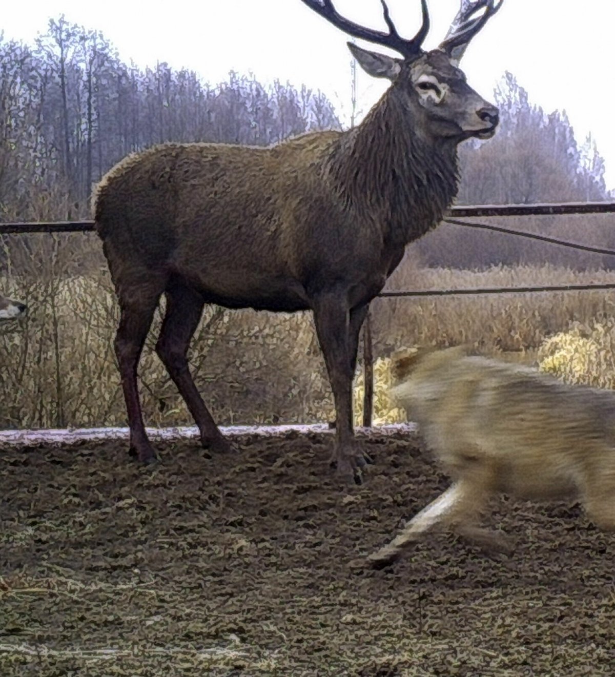 Фауна Чернобыля