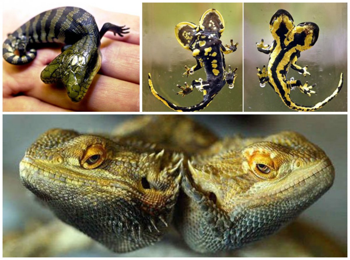 Чернобыль мутации животных