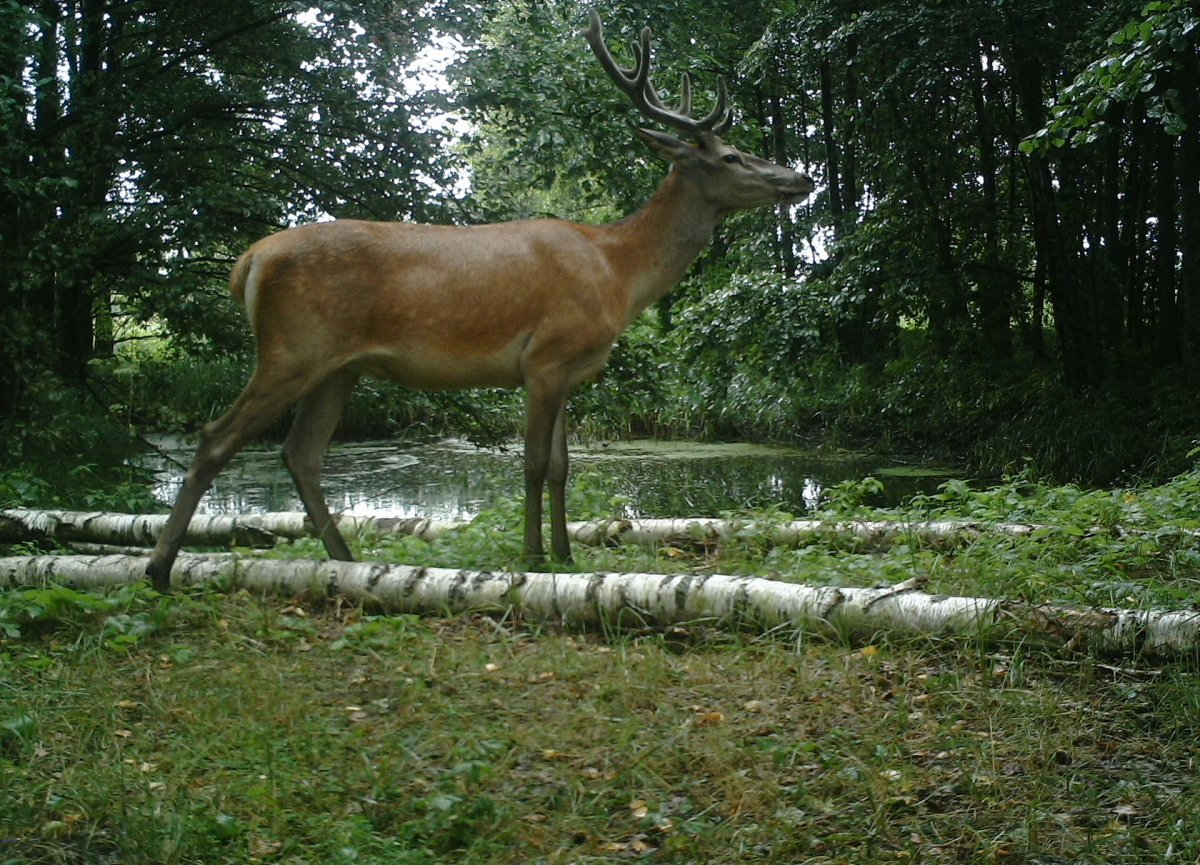 Лошадь Пржевальского в Чернобыле мутанты