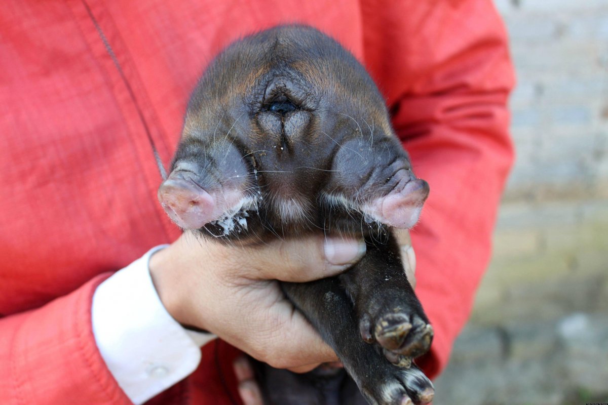 Необычные животные мутанты