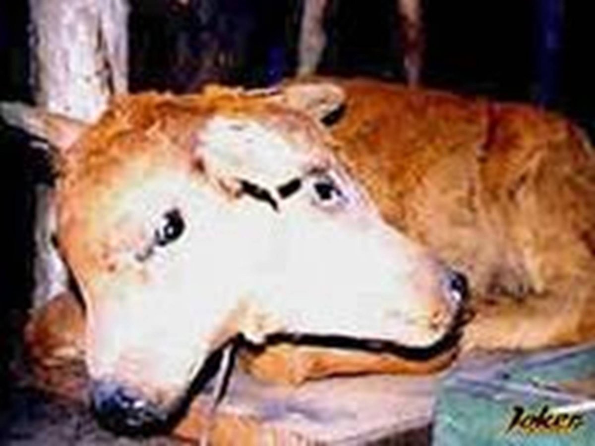 Зубры в Чернобыльской зоне