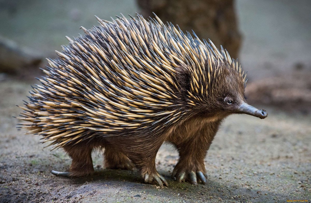 Ехидна яйцекладущие