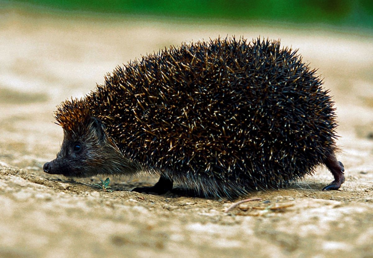 Ошейниковый ёж