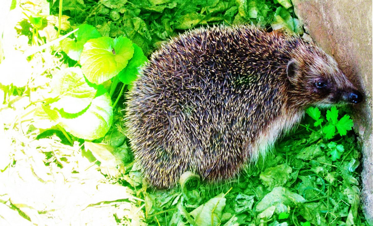 Колючки ежа