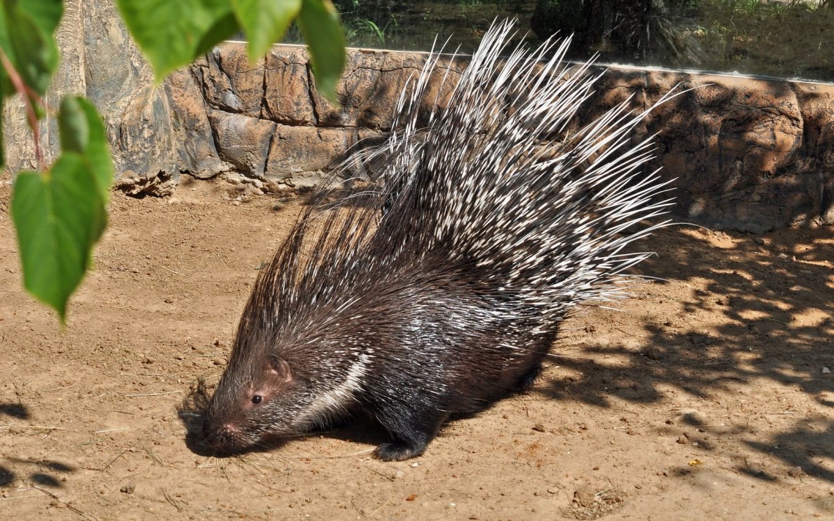 Дикобраз в Австралии
