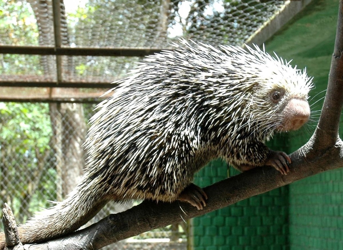 Древесный Дикобраз (иглошерст)