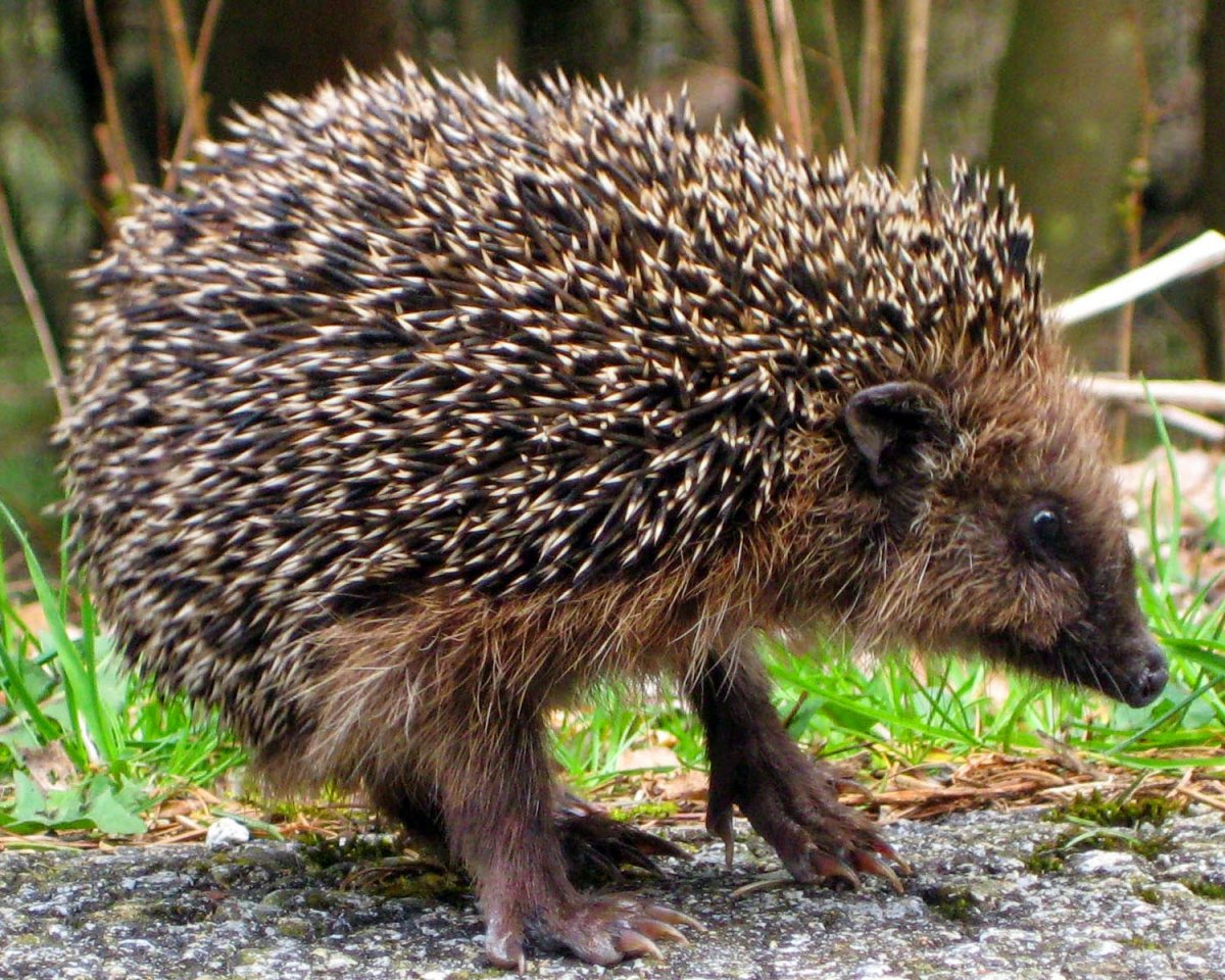 Северный белогрудый ёж