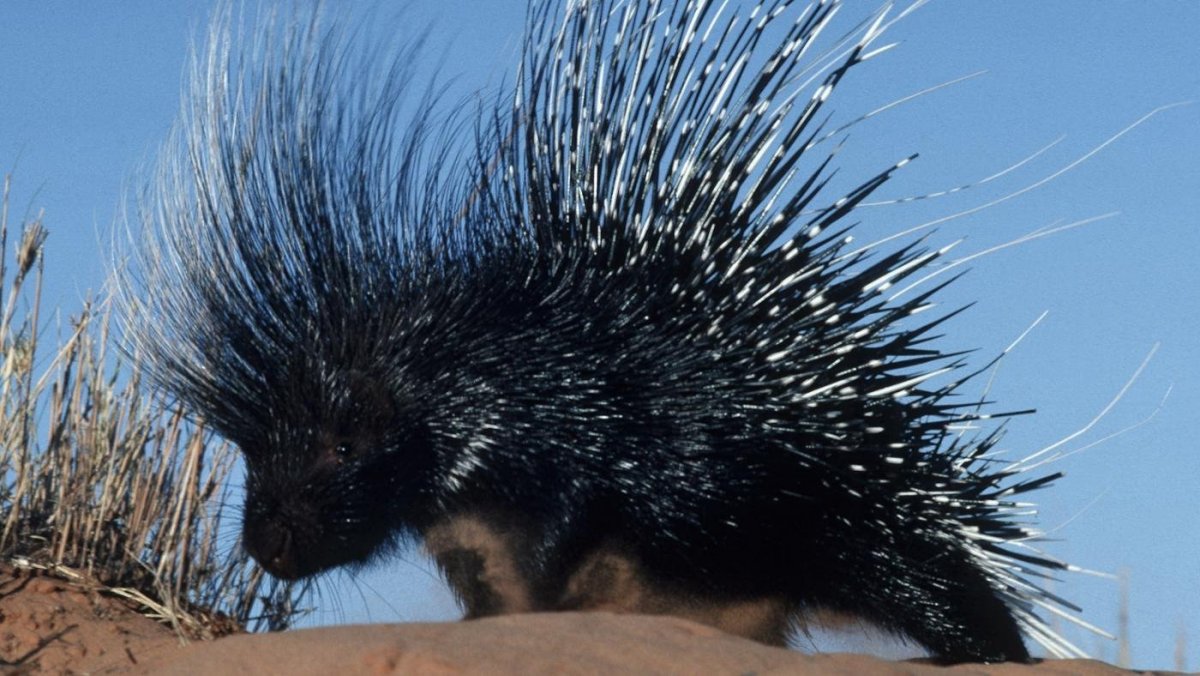 Кистехвостый Дикобраз