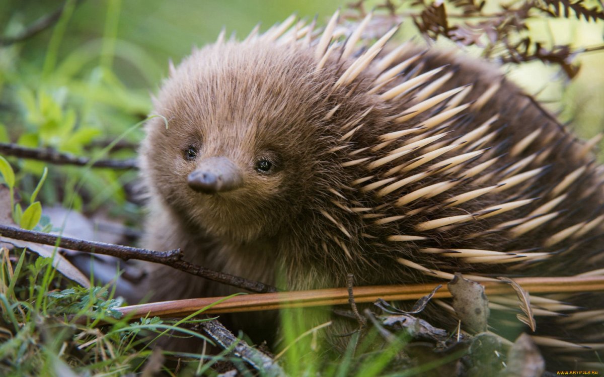 Австралийская ехидна