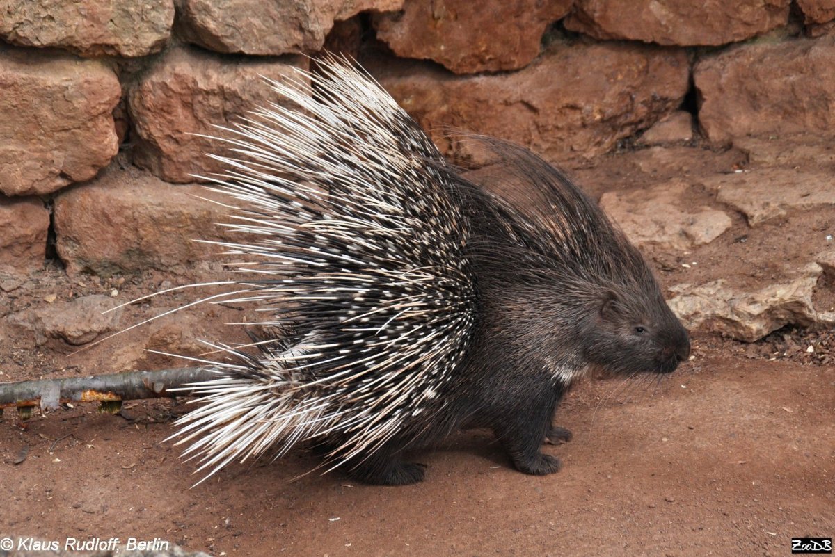 Индийский Дикобраз hystrix Indica