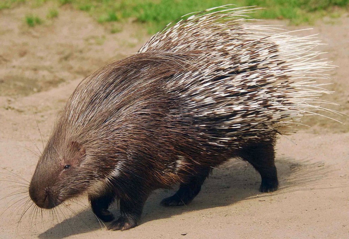 Североамериканский Дикобраз