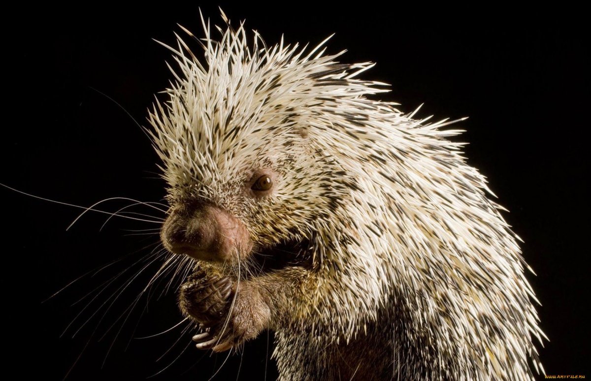 Пимпла-древесный Дикобраз