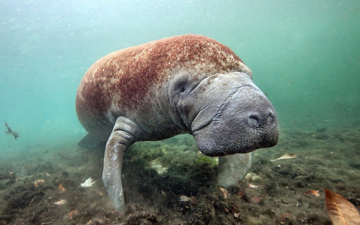 Стеллерова морская корова
