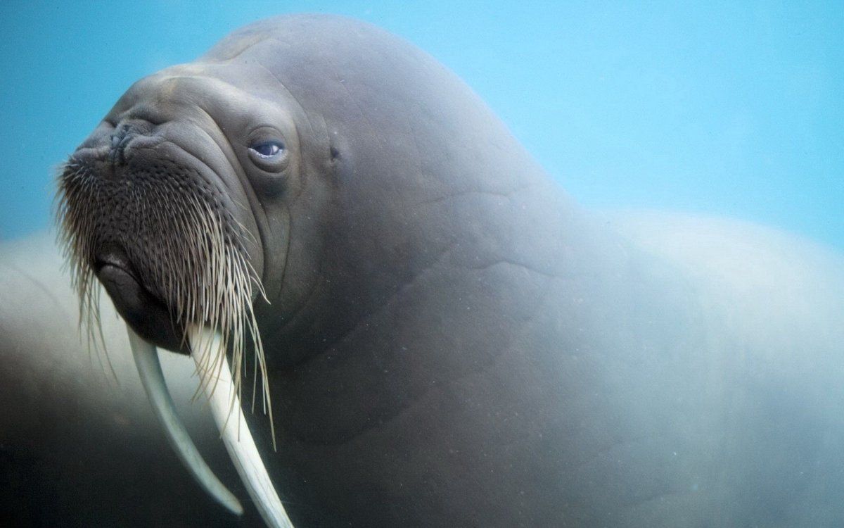 Морж Анатолий