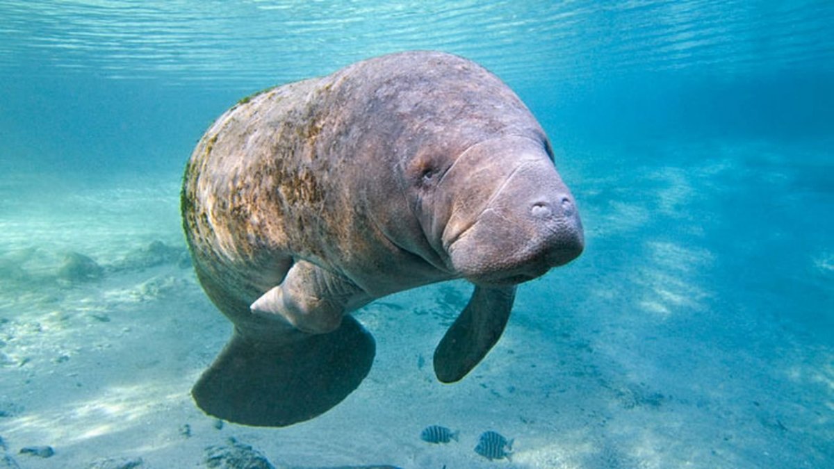 Ламантины во Флориде