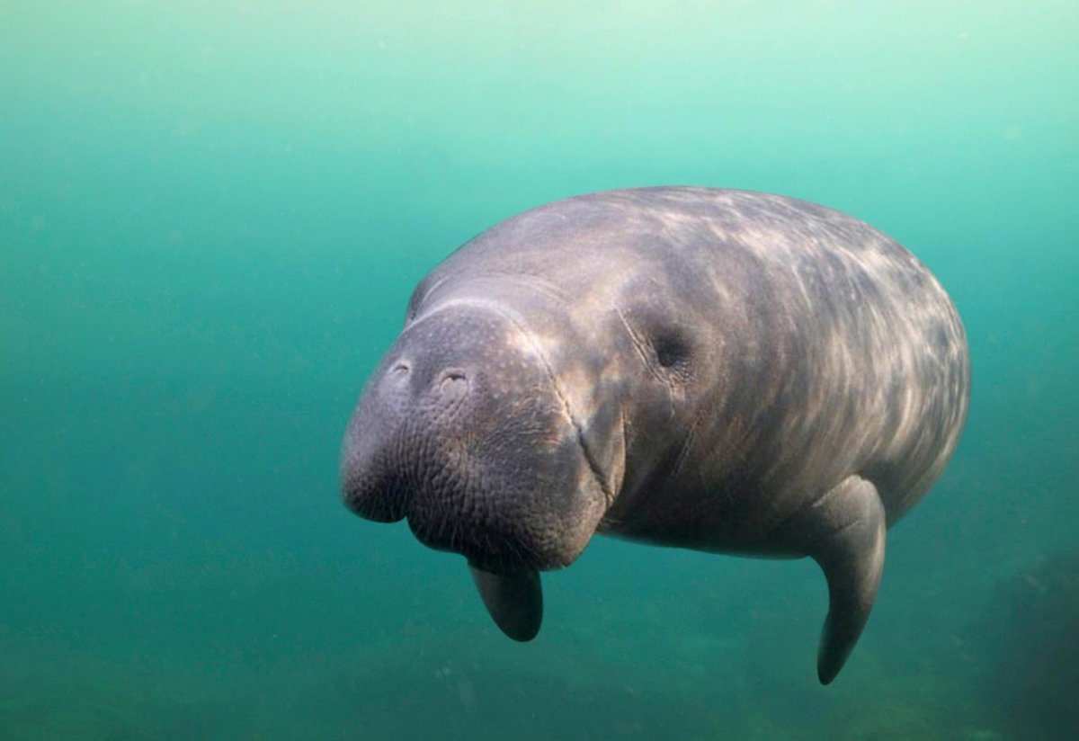 Доминикана Ламантины