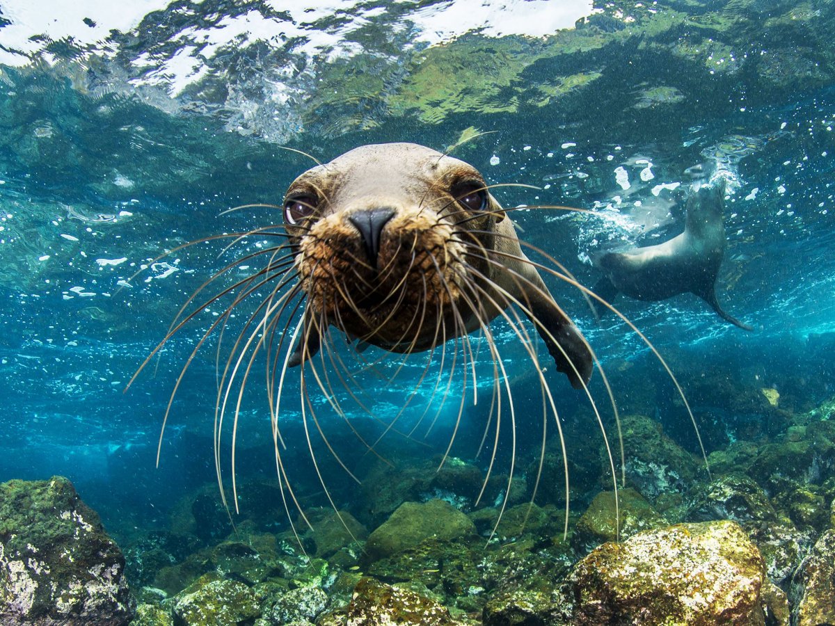 National Geographic морские обитатели