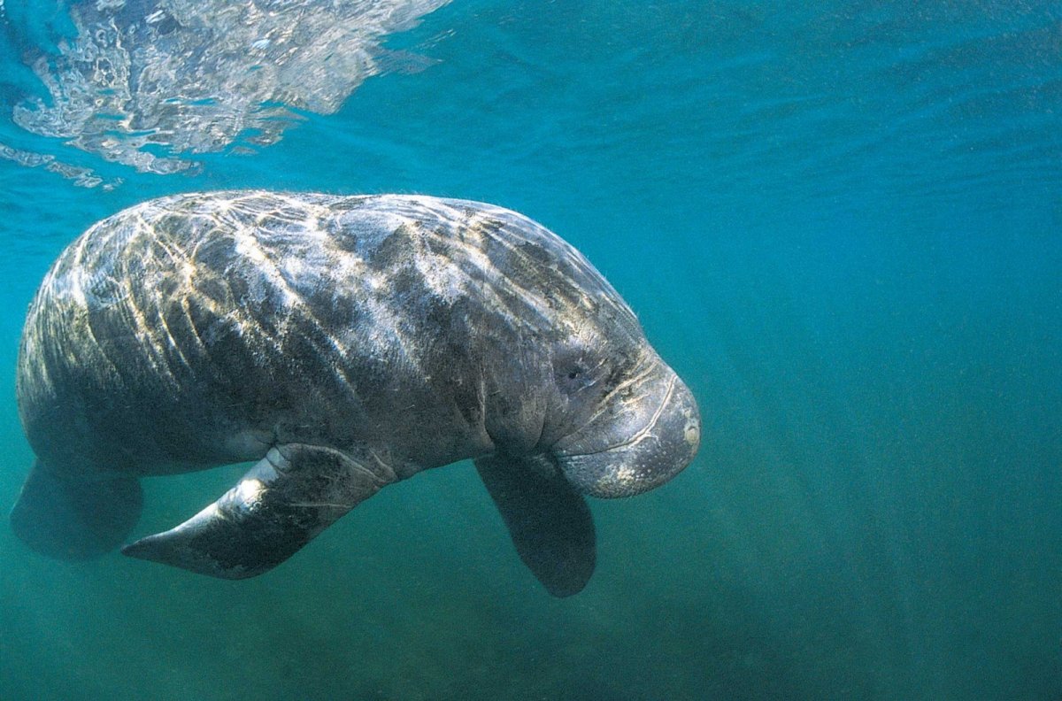 Стеллерова корова и Ламантин